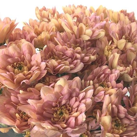 Chrysant Spr. Baltica Salmon is a multi-headed Salmon cut flower. Approx. 70cm tall. A superb flower with endless possibilities in floristry. Salmon Flowers, Dutch Flowers, Flower Bucket, Florist Supplies, Florist Shop, Flowers Delivered, Blush Flowers, Flower Food, Wholesale Flowers