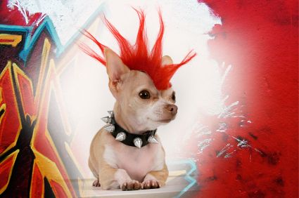 Chihuahua Armstrong | 29 Pets Who Went Through A Cooler Punk Phase Than You Dog Hair Dye, Chihuahua Photos, Hair Of The Dog, Evil Twin, Chihuahua Lover, Chihuahua Love, Dog Halloween Costumes, Dog Costumes, Dog Wear