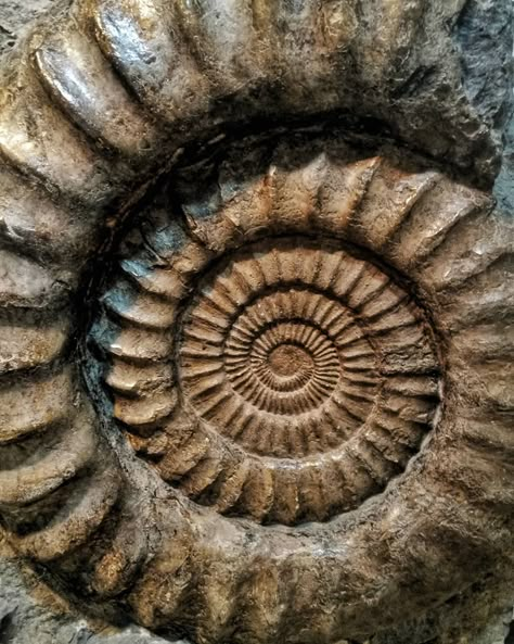 Fossil Wallpaper Iphone, Fossils Aesthetic, Fossil Photography, Fossil Aesthetic, Geology Aesthetic, Dragon Fossil, Dinosaur Science, Fossils Activities, Fractals In Nature