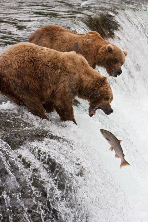 Katmai national park Alaska | Katmai National Park is known for two things: the volcanic landscape...and bears | Facebook Alaska Pictures, Volcanic Landscape, Katmai National Park, Animal Magnetism, Brown Bears, Grizzly Bear, Brown Bear, Wildlife Photography, Mary Kay