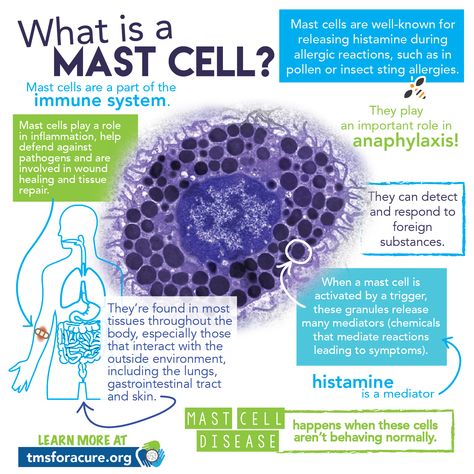 What is a Mast Cell Infographic Histamine Intolerance Symptoms, Mast Cell Activation, Histamine Intolerance, Crps Awareness, Mast Cell Activation Syndrome, Low Histamine Diet, Low Histamine, Mast Cell, School Info