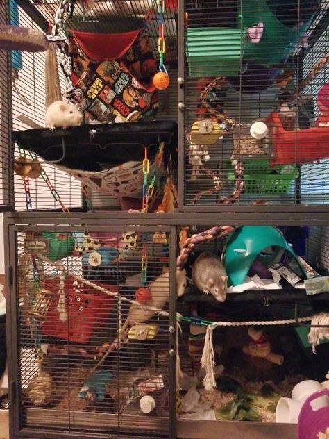 Cluttered Critter Nation Rat Cage Theme Ideas, Critter Nation Cage Ideas Pet Rats, Rat Enclosure Ideas, Critter Nation Cage Ideas, Rat Enclosure, Pocket Puppies, Pet Rat Cages, Critter Nation Cage, Pet Squirrel