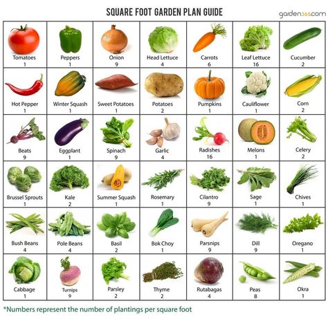 how many vegetable plants in one square foot garden square can you plant? this handy sheet will give you the knowledge Square Foot Gardening Layout, Garden Grid, Square Foot Garden, Vegetable Garden Planner, Vegetable Plants, Vegetable Garden Raised Beds, Garden Layout Vegetable, Garden Plan, Things To Eat