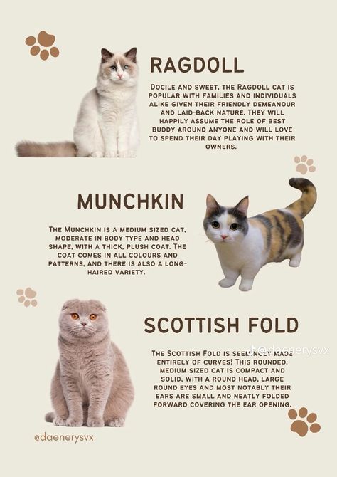 Munchkin Cat Scottish Fold, Cat Breeds Siamese, Black Cat Breeds, All Cat Breeds, Dog Breeds List, Cat Attack, Cat Language, Cat Species, Rare Cats