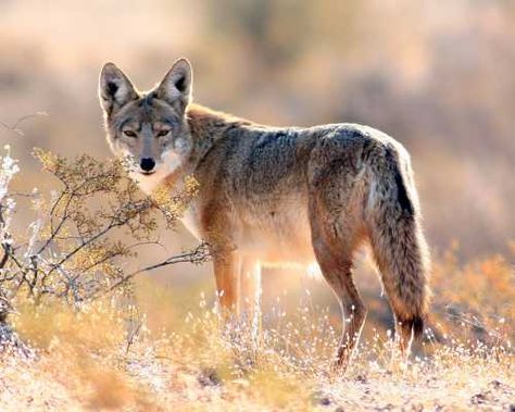 Coyote Desert Coyote, Coyote Tracks, Coyote Animal, Coon Hunting, Dog Corner, North American Animals, Fox Dog, American Animals, Elk Hunting