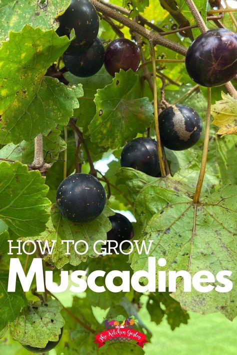 Learn how to plant, grow, and train muscadine grapes in your backyard garden. This southern grape is hardy and fun fruit to grow! Pruning Blueberry Bushes, Muscadine Vine, Muscadine Grapes, Grape Vine Trellis, Grape Vine Plant, Grape Trellis, Tattoo Plant, Fun Fruit, Blueberry Bushes