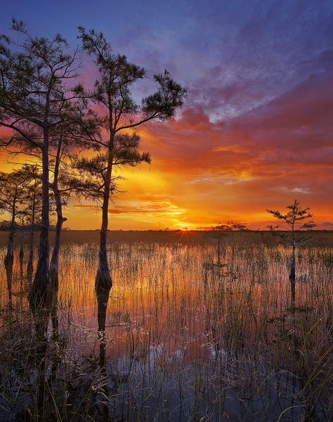 Cypress Sunset   Everglades National Park World Wetlands Day, Lovely Landscapes, Wild Water, Gorgeous Places, Everglades Florida, Everglades National Park, Beautiful Skies, Food Production, Watercolor Pictures