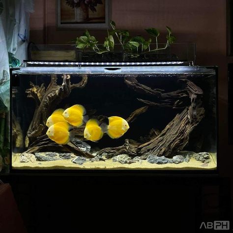 Big Aquarium Living Rooms, Biotope Aquarium, Discus Aquarium, Fish Tank Themes, Big Aquarium, Cool Fish Tanks, Diy Fish Tank, Fish Tank Design, Aquarium Landscape