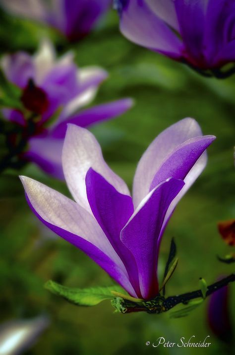 Purple Magnolia, Purple Magnolia Tree, Flowers Magnolia, Purple Magnolia Flower, Magnolia Virginiana, Butterfly Magnolia Tree, Magnolia Gardens, Virtual Flowers, Macro Flower