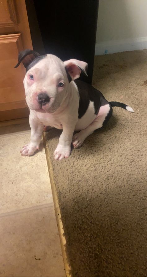 Puppy for sale Pit Bull Puppy, Pitbull Puppies For Sale, Pitbull Puppy, Pitbull Puppies, Puppy For Sale, American Bully, Safety Tips, Puppies For Sale, Pitbull