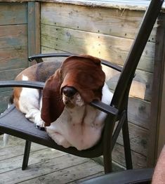 Basset Hound Funny, Dog Reference, Bunny Food, Memes Dog, Pretty Dog, Dog Running, Running Dog, Basset Hound Puppy, Military Dog