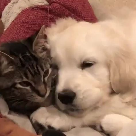 Animals Friendship, Dog And Cat, Cute Animal Videos, Sweet Animals, 귀여운 동물, Cute Funny Animals, Animals Friends, Facebook Page, Funny Animal Videos