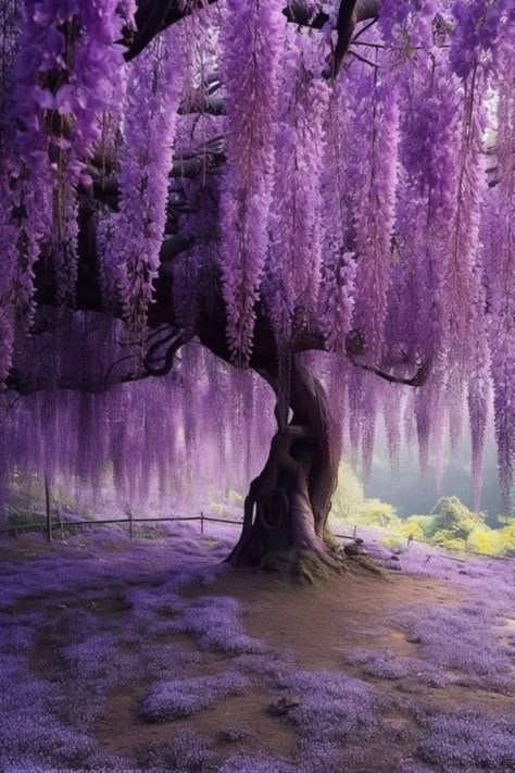 August Wallpaper, Pretty Flowers Pictures, Wisteria Tree, Japanese Tree, Wallpaper 2024, Pretty Trees, Purple Trees, Nothing But Flowers, Pretty Landscapes