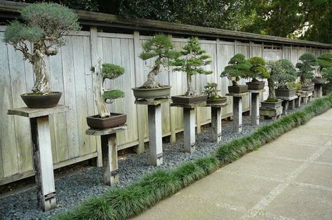 Bonsai For Beginners, Bonsai Inspiration, Flowering Bonsai Tree, Bonsai Techniques, Japanese Bonsai, Japanese Garden Design, Bonsai Art, Japanese Gardens, Miniature Trees