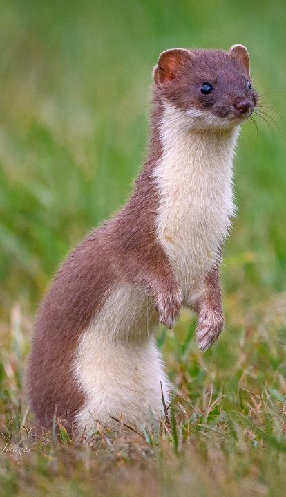 Funny Animal Photography, Animal Full Body Photography, Animals Beautiful Photography Nature, Animals Full Body Photography, Animal Art Reference Photo, Cute Animal Reference Photos, Animal Drawing Reference Photo, Animal Reference Photos For Drawing, Weasel Aesthetic