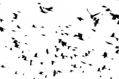 Flock Of Crows, Crows Ravens, Crows, Ravens, Scarecrow, My House, Flocking, Birds, Black And White