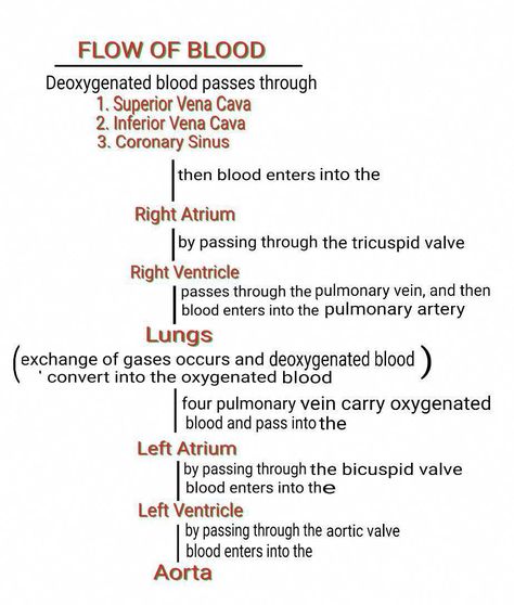 https://dalmaro.com/do-you-suffer-from-poor-circulation-heres-how-to-solve-the-problem/ Anatomy Of Heart, Pulmonary Circulation, Systemic Circulation, Aortic Arch, Human Circulatory System, Vascular System, Learn Biology, Nursing School Essential, Nursing School Motivation