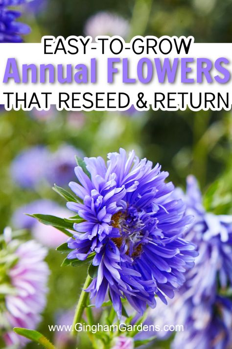 It's so fun to plant annual flowers that will reseed and come back the following year even in cold climates. It's the perfect way to have a cottage style flower garden. Flowers That Come Back Every Year, Best Perennials For Cut Flowers, Reseeding Annuals, What Flower Seeds Need Cold Stratification, Self Seeding Annuals, Tall Phlox Flower Perennial Plant, Annual Flower Beds, Garden Education, Planting Flowers From Seeds