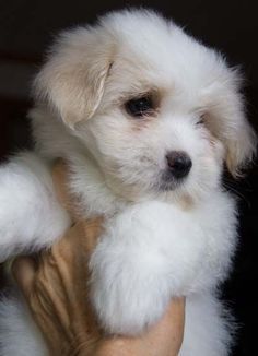 Coton de tulear, Dog breeds and Cotton on Pinterest Cotton De Tulear, Coton De Tulear Puppy, Coton De Tulear Dogs, Coton De Tulear, Dogs Lover, Golden Retriever Puppy, Puppy Pictures, Top Cute, Baby Dogs