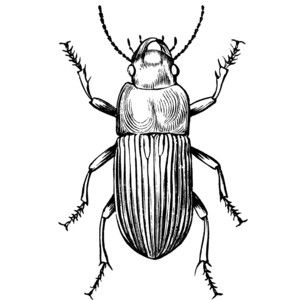 Ground Beetle Clipart Mosquito Drawing, Beetle Drawing, Fly Insect, Insect Tattoo, Beetle Insect, White Drawing, Arthropods, Insect Art, Clipart Black And White