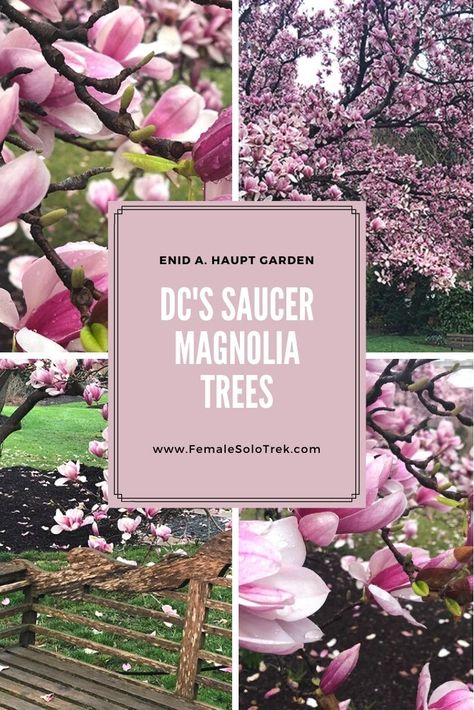 Pink Blooming Saucer Magnolia Trees in DC - FemaleSoloTrek Saucer Magnolia Tree, Saucer Magnolia, Tulip Magnolia, Pink Flowering Trees, Japanese Cherry Tree, Travel Arizona, Adventure Trips, North America Travel Destinations, Staycation Ideas