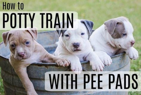 How to potty train a puppy using pee pads. A great method for a working owner of a new puppy. #puppytrainingeasy Train Dog, How To Potty Train, House Training Puppies, Dog Minding, Easiest Dogs To Train, To Pee, Potty Train, Dog Training Techniques, Crate Training