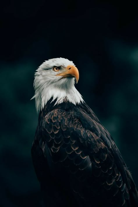 Eagle Wallpaper Iphone, Eagle Wallpaper Hd, Eagle Images Hd, Human Eye Photography, Martial Eagle, D Wallpaper Letter Cute, Eagle Portrait, Cute Animals Drawings, Animals Activities