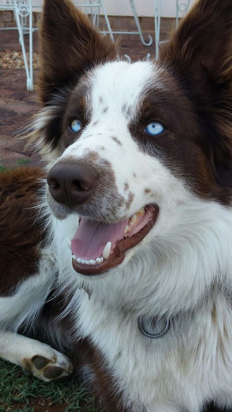 Border Collie With Blue Eyes, Border Collie Blue Eyes, Brown Border Collie, Oc Collab, Blue Eyed Dog, Red Border Collie, Puppies With Blue Eyes, Cute Animals Puppies, Red Border