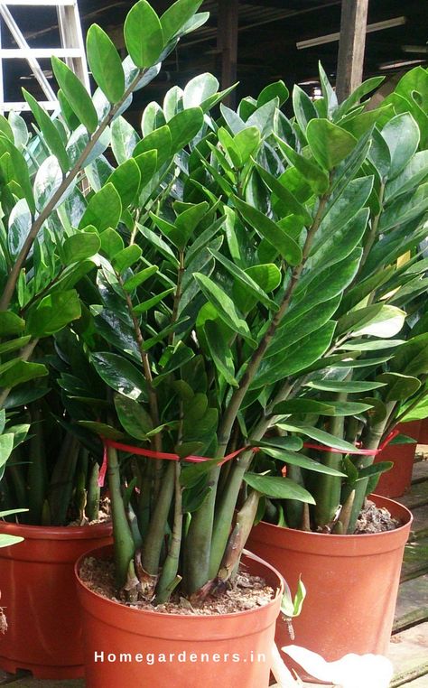 Plant has air-purifying quality for the indoor environment (i.e. home and offices). ZZ-plant is able to remove volatile organic compounds like benzene, toluene, xylene and ethylbenzene. In some countries the juice is extracted from leaves to treat earache, inflammatory conditions  and roots for ulcer problems. How To Propagate A Zz Plant, Repotting Zz Plant, How To Propagate Zz Plant From Leaf, Zz Plant Propagation Water, Propagate Zz Plant In Water, Zz Plant Care, Zz Plant, Indoor Plant Care, Garden Shrubs