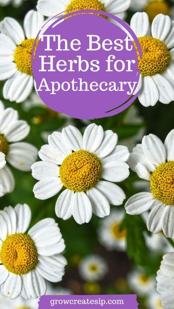 These herbs are the best for apothecary at home. We will give you the top 10 herbs that have medicinal properties so you can grow your herbal medicine cabinet. Each one has different qualities, so be sure to check them all out. Herbal Apothecary Recipes, Medicinal Herbs Remedies, Herbs Medicine, Herbal Medicine Cabinet, Medicine Recipes, Home Apothecary, Herbal Education, Herbal Medicine Recipes, Diy Herbal Remedies