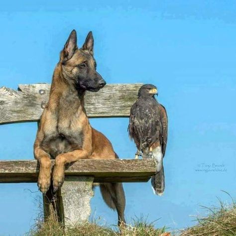 Unlikely Animal Friends, Belgium Malinois, Flying Creatures, Unlikely Friends, Malinois Dog, Animals Friendship, Personal Protection, Unusual Animals, Belgian Malinois