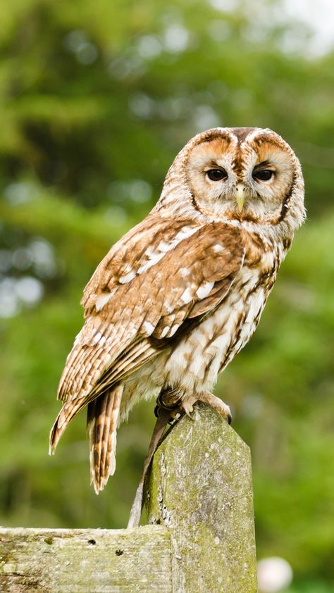 Tawny Owl Owl Tat, Creature Of The Night, Small Mammals, Tawny Owl, Birthday Painting, What Is A Bird, Small Owl, Animal Reference, British Birds