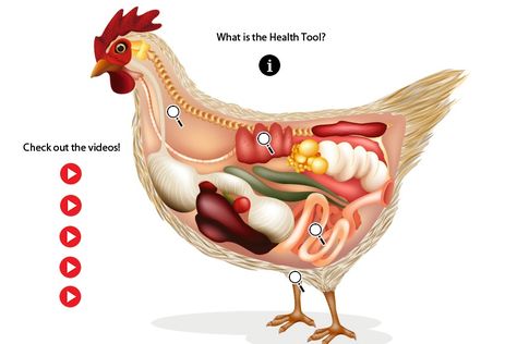 THINGLING TOUCH esta imagen para descubrir su historia. Anatomy Of Chicken, Chicken Anatomy, Brain Anatomy And Function, Chicken Vector, Tiny Farm, Chicken Illustration, Rabbit Vector, Doodle Characters, Chicken Health