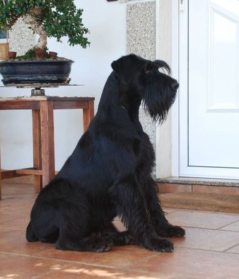 Black Schnauzer, Schnauzer Grooming, German Word, Standard Schnauzer, Miniature Schnauzer Puppies, Giant Schnauzer, Schnauzer Puppy, Schnauzer Dogs, Mini Schnauzer