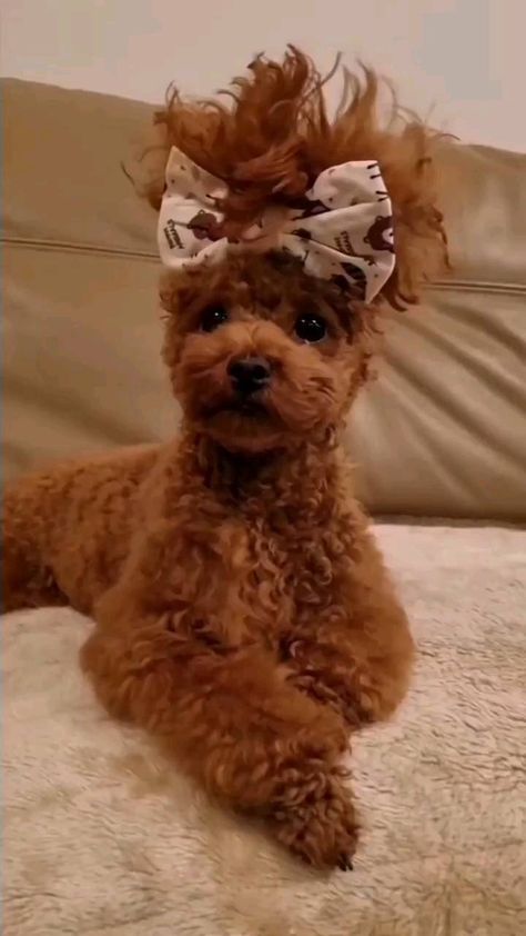 poodles_world_ on Instagram: Every girl should have a beautiful hairstyle😍☺️ @lillytoypoodl ➖ Follow 👉@poodles_world_ Follow 👉@poodles_world_ Follow 👉@poodles_world_… Toy Poodle Haircut Teddy Bears, Toy Poodle Haircut Styles, Toy Poodle Haircut, Poodle Haircut Styles, Mini Poodle Puppy, Poodle Tattoo, Poodle Haircut, Red Poodles, Pretty Poodles