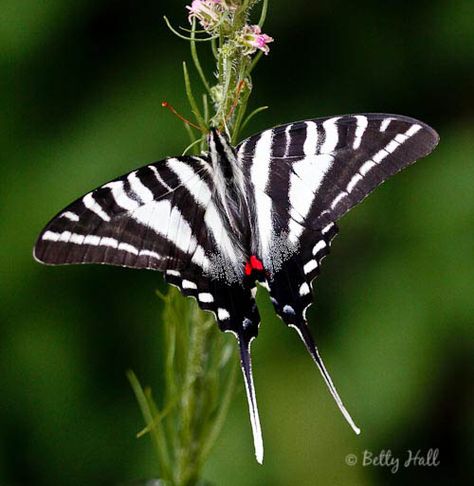 Zebra-Swallowtail Butterfly.... Zebra Swallowtail Butterfly, Cycle Photography, Butterfly Swallowtail, Zebra Swallowtail, Swallowtail Caterpillar, Zebra Butterfly, Exotic Butterflies, Butterfly Caterpillar, Butterfly Species