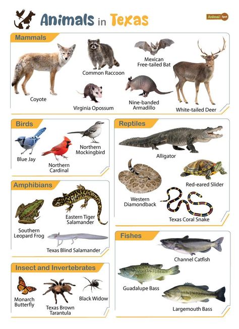 List of Animals That Live in Texas (With Pictures) Galapagos Islands Animals, State Animals, Animals With Antlers, Omnivorous Animals, Texas Wildlife, Poisonous Animals, Oviparous Animals, Melanistic Animals, Animals That Hibernate