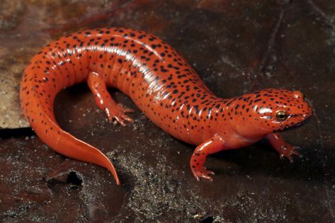 Red Salamander, Forest Habitat, Salamanders, Chameleons, Tree Frogs, Reptiles And Amphibians, Newt, In The Forest, Animal Photo