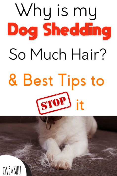 How To Control Dog Shedding, Shedding Dog Tips, Dog Shedding Remedies, Stop Dog Shedding, Pet Shed, Short Haired Dogs, Dog Advice, Helpful Advice, Seasonal Changes