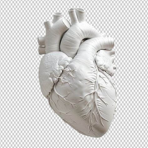 Heart Realistic, Anatomic Heart, Heart Structure, Anatomy Models, Heart Graphic, Anatomical Heart, White Heart, White Ceramics, Graphic Resources