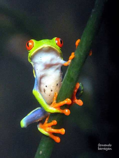 Funny Wild Animals, Funny Animal Faces, Frog Species, Red Eyed Tree Frog, Amazing Frog, Frog Pictures, Frog Art, Tree Frogs, Frog And Toad