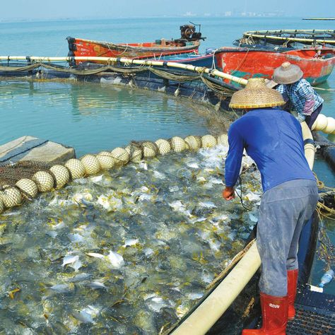 Aquaculture Fish Farming, Tilapia Fish Farming, Tilapia Farming, Tempest Cleric, Water Engineering, Aquaculture Fish, Tilapia Fish, Fish Farm, Farming Equipment