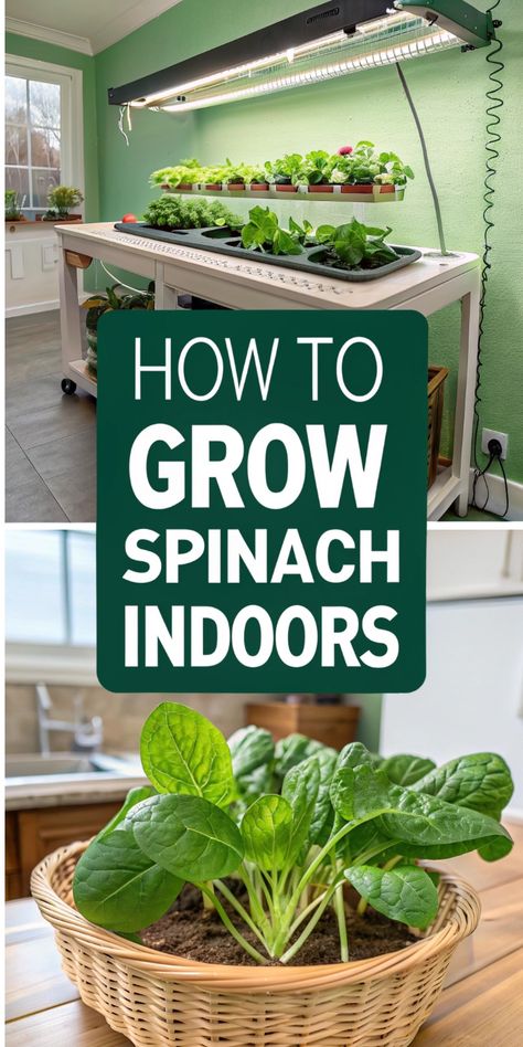 Growing spinach indoors is the perfect way to enjoy fresh greens all year! Start with a seed starter kit, organic pesticide, and spinach seeds for success. Add organic mulch for thriving plants that keep giving. 🌿 #GrowSpinach #SpinachSeeds #SeedStarter Grow Spinach Indoors, How To Grow Spinach, Growing Lettuce Indoors, Grow Spinach, Growing Food Indoors, Growing Spinach, Spinach Seeds, Seed Starter Kit, Indoor Oasis