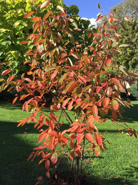 Amelanchier Alnifolia, Plants, Flowers