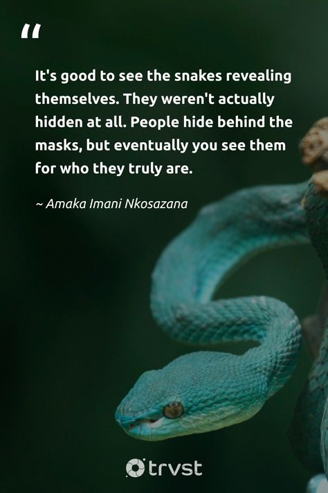 Snake Quotes unmask hidden truths: 'It's good to see the snakes revealing themselves. They weren't actually hidden at all. People hide behind the masks, but eventually you see them for who they truly are.' - Amaka Imani Nkosazana. #trvst #quotes #bethechange #beinspired #snake #betrayal #lies 📷 @J Surianto Never Trust A Snake Quotes, Quotes About People Being Snakes, Snakes In The Grass Quotes People, Snake Quotes People Lessons Learned, Snake In The Grass Quotes People, A Snake Is A Snake Quote, Quotes About Snakes People, Snake In The Grass Quotes, Snake Quotes People