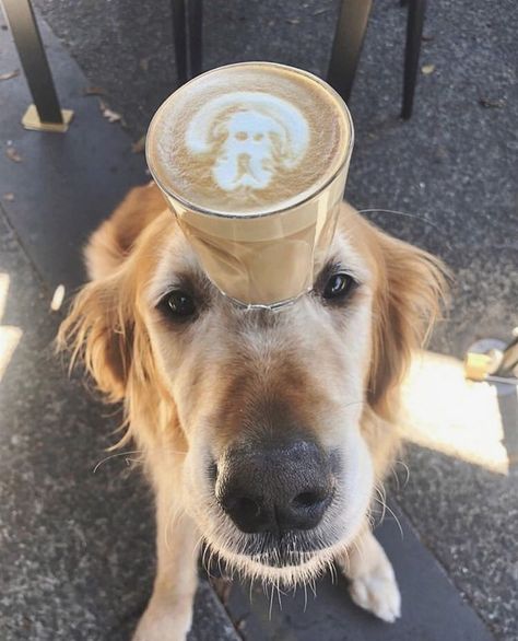 #latteart#dog#animals#coffee#coffeelover Dog Marketing, Dog Grooming Shop, Coffee Shop Photography, Cool Dog Houses, Paracord Dog Collars, Dog Cafe, Dog Grooming Business, Puppy Art, Dog Training Collar