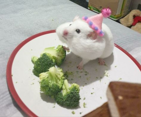 It's Biscuit's Birthday Today! She Got A Birthday Hat, Her Favourite Vegetable And A New Climbing Frame Hamster Pics, Spotted Animals, Cute Rats, Cute Hamsters, Pretty Animals, Silly Animals, Cute Animal Photos, Hamsters, Rodents