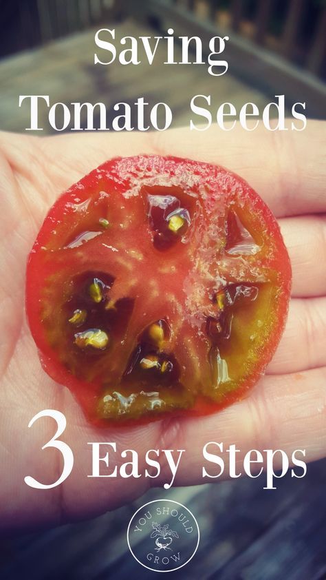 Growing Heirloom Tomatoes, Save Tomato Seeds, Saving Tomato Seeds, Tomato Gardening, Growing Tomatoes From Seed, Growing Organic Tomatoes, Growing Tomato Plants, Tomato Farming, Growing Tomatoes In Containers