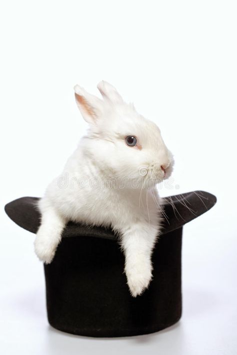 Rabbit playing with a magicians hat. Magicians rabbit. Closeup image of a cute w , #SPONSORED, #Magicians, #rabbit, #Closeup, #hat, #Rabbit #ad Magicians Hat, Magician Rabbit, Rabbit Photography, Rabbit In A Hat, Magician Hat, Cute White Bunny, Magic Rabbit, Happy Birthday Steve, Daily Sketching