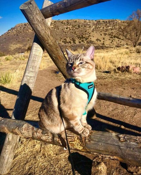 Cat Camping, Mindful Activities For Kids, Hike Aesthetic, Stop Animal Testing, Mindful Activities, Travel Cat, Pit Dog, Kids Mindfulness, Camping With Cats